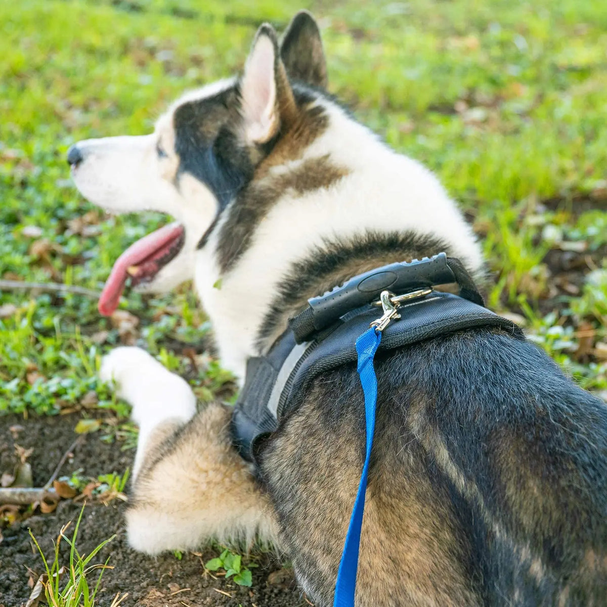 Long Dog Training Leash