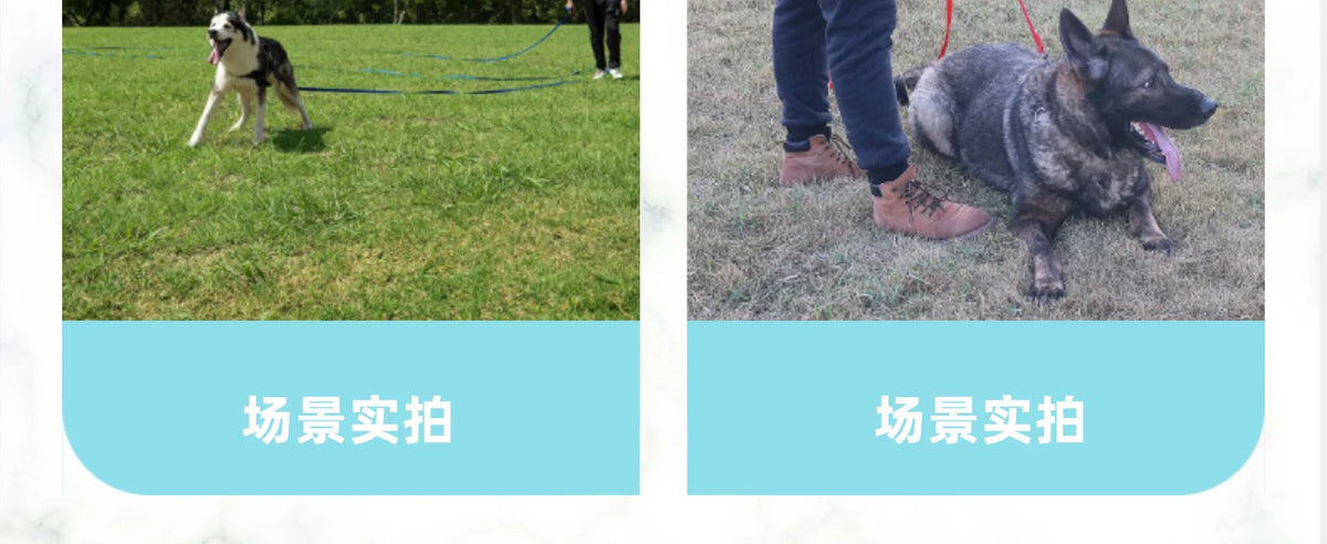 Long Dog Training Leash